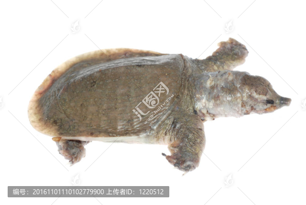 龜死的白斑病
