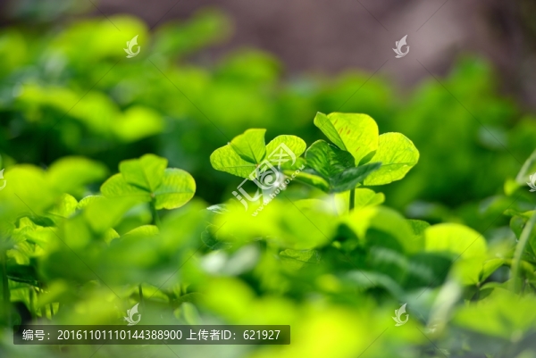 三葉草