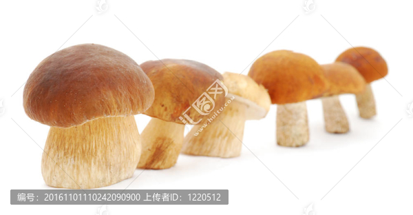 蘑菇