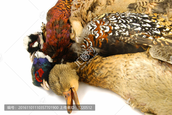 獵殺飛鳥