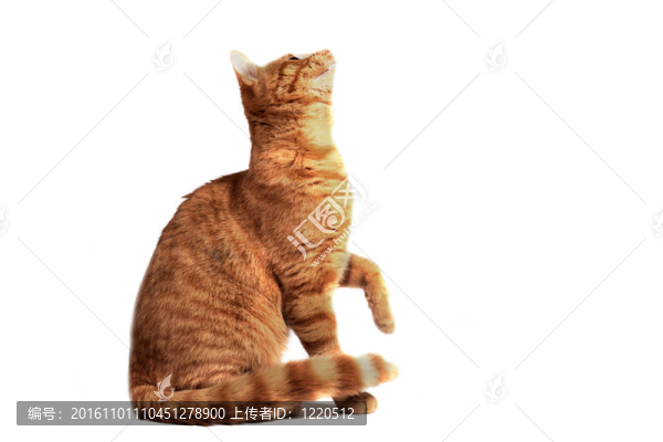 姜黃色的貓