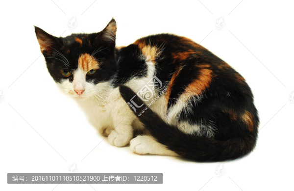 貓