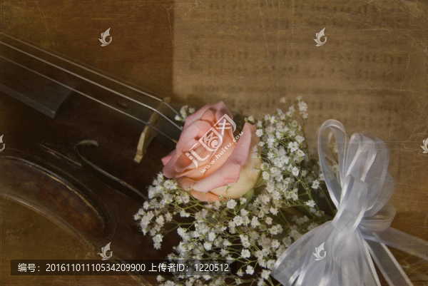 古典玫瑰