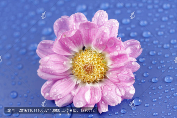 粉紅色的菊花