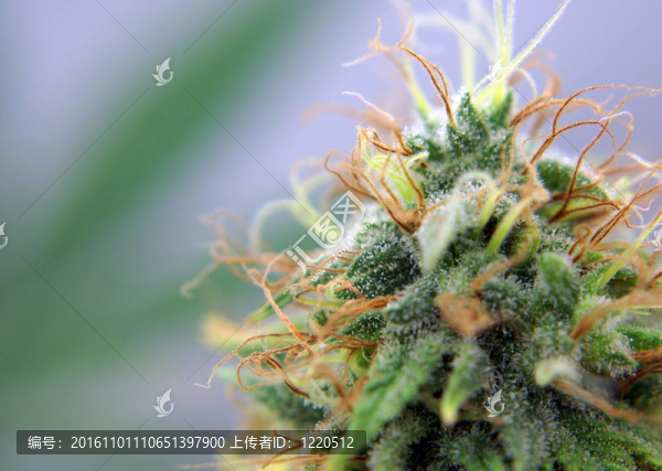 醫(yī)用大麻的近距離