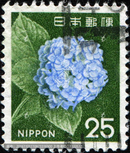 繡球花或Hortensia