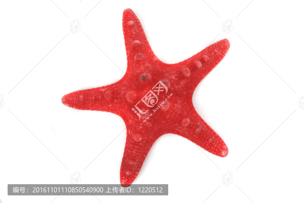 紅海星