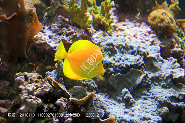 彩色熱帶魚缸