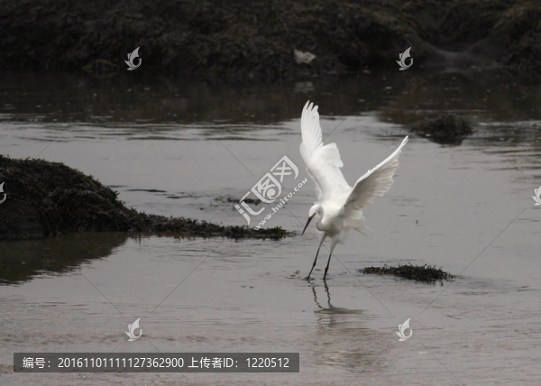白鷺