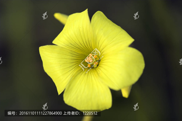 野生黃花