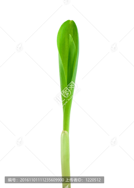 玉米