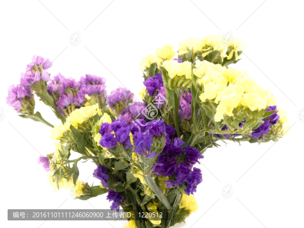 毋忘我花勿忘我