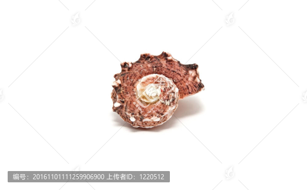 美麗的小螺旋貝殼