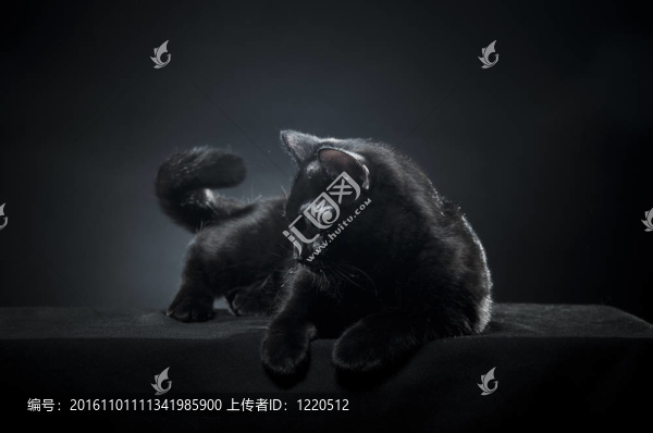 英國(guó)的黑色的貓