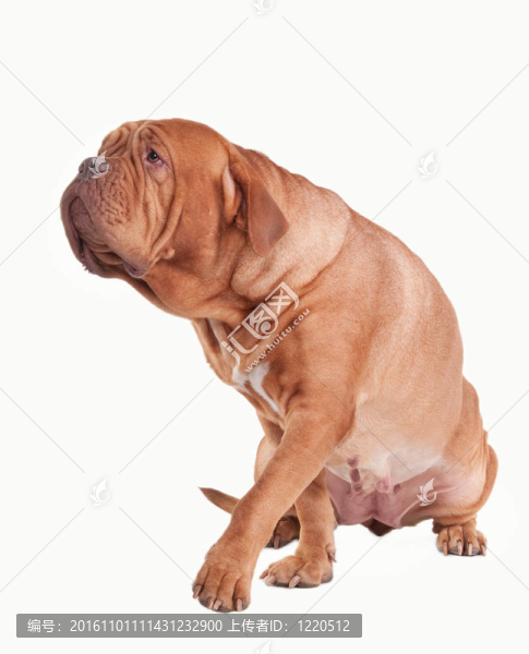 走甜美的4歲波爾多獒犬孤立在白色背景