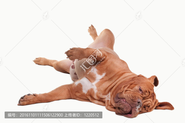 頑皮狗的波爾多獒犬品種躺在地板上