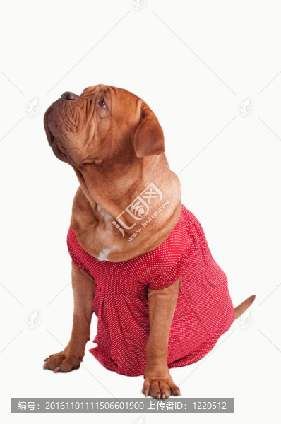波爾多獒犬穿著紅色連衣裙的浪漫圓點設(shè)計查