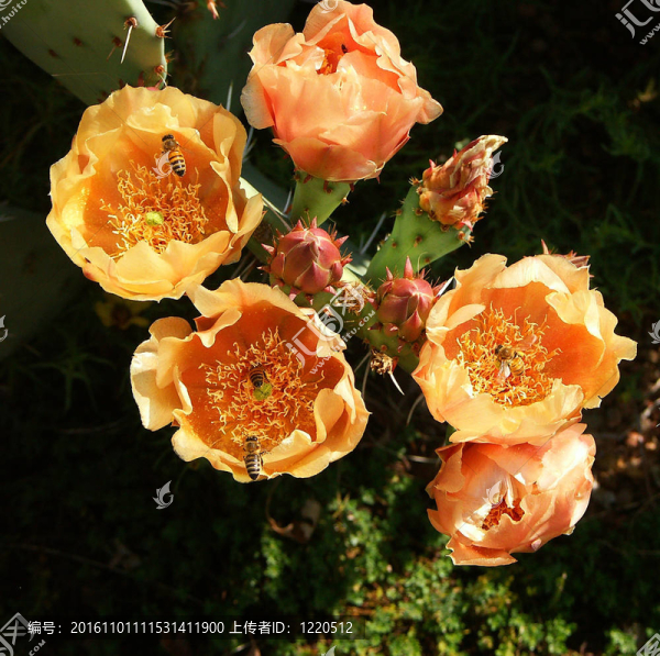 仙人掌花