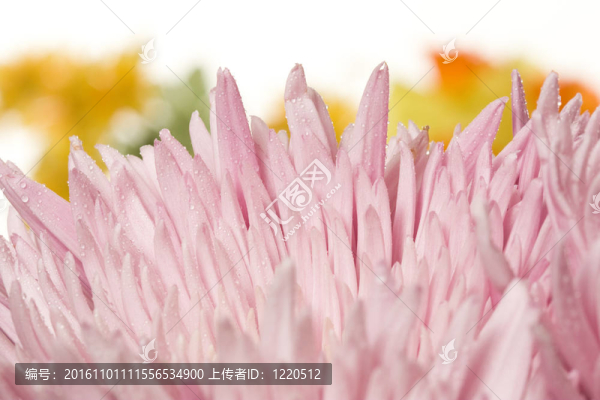 蜘蛛媽媽