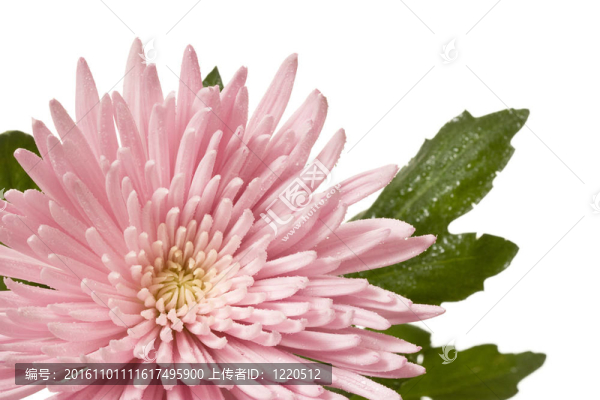 蜘蛛媽媽