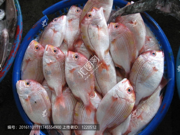 新鮮魚出售