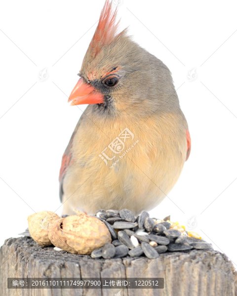 女主