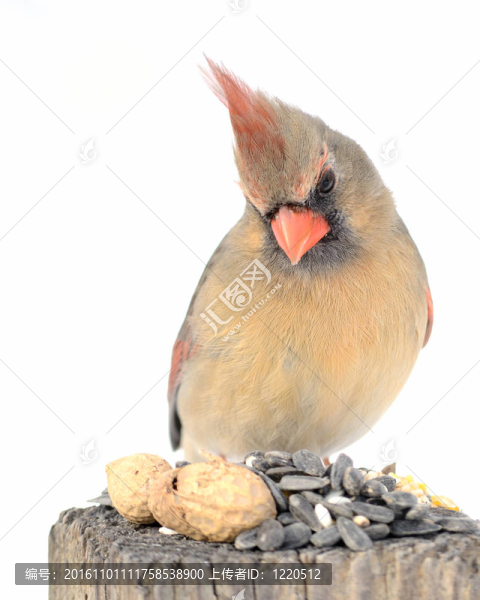女主
