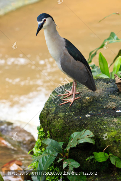 白鷺鳥在靠近
