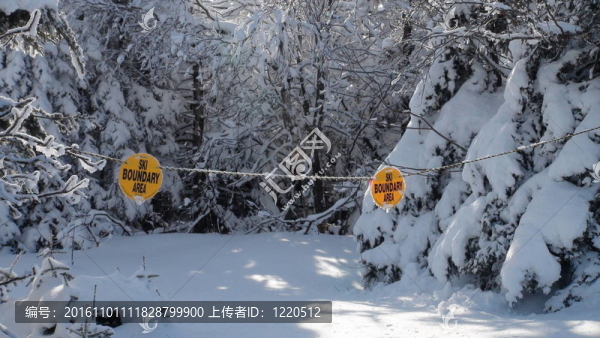 滑雪邊界標(biāo)志與樹