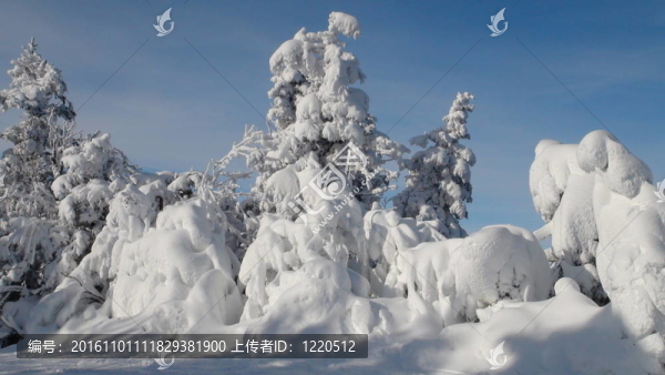 冰雪覆蓋的松樹