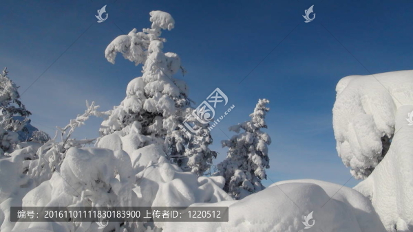 冰雪覆蓋的松樹