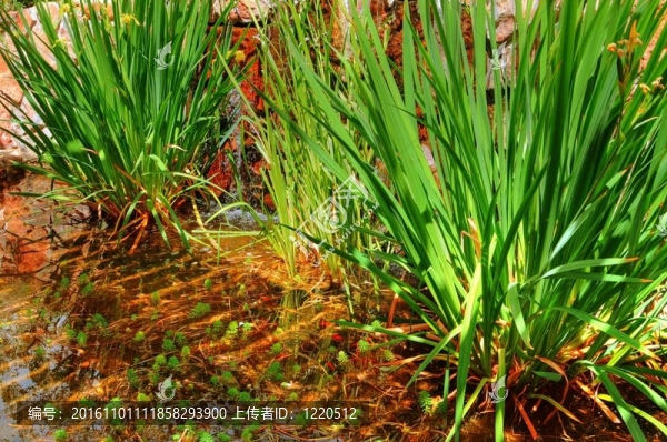 沙漠中的植物
