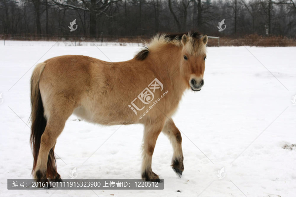 挪威峽灣馬