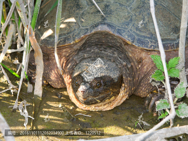 搶購Turtle,Chelydra,serpentina