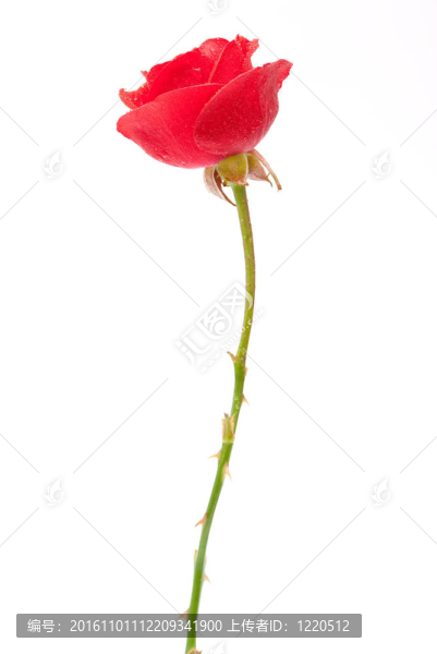 紅玫瑰