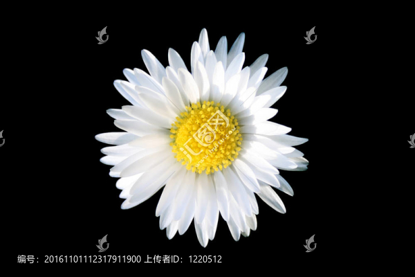 甘菊花
