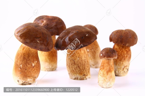 紅絨蓋牛肝菌蘑菇