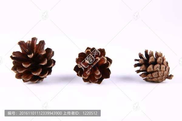 椎體