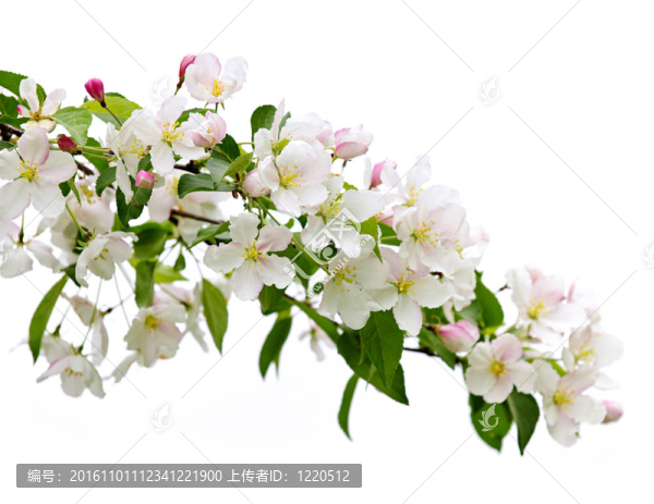 蘋果開花枝