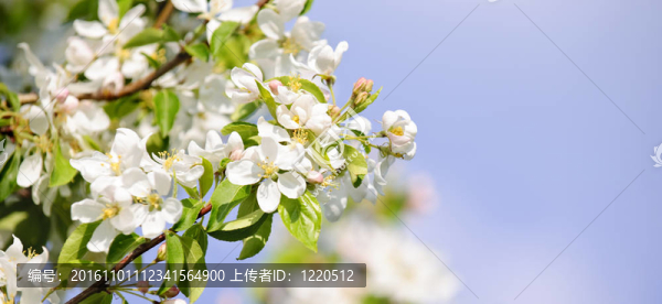 開(kāi)花的蘋果樹