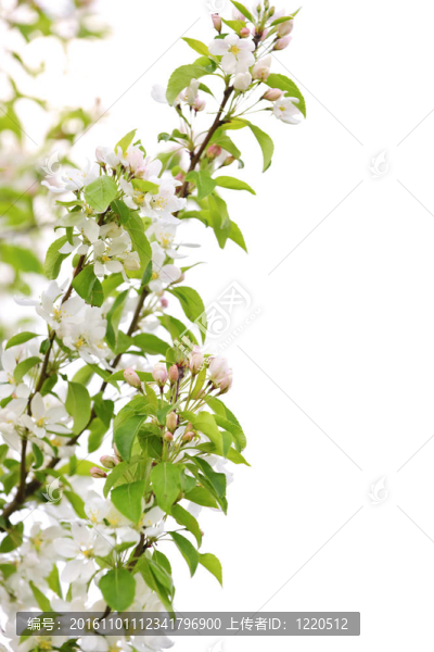 蘋果開花枝