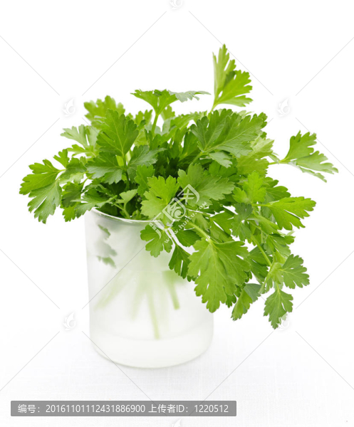 白色背景上的新鮮香菜