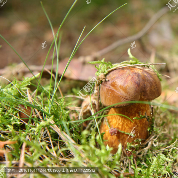 紅絨蓋牛肝菌