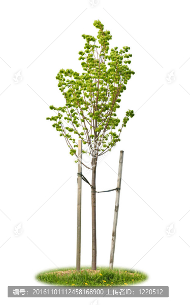 孤立的小菩提樹