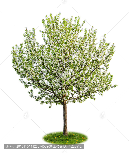 離體開花蘋果樹