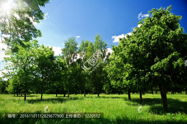 在綠色森林的林間空地-匯圖網(wǎng) www.fosd68.com 在綠色森林的林間空地