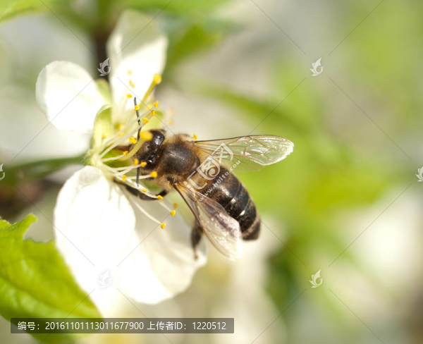 蜜蜂