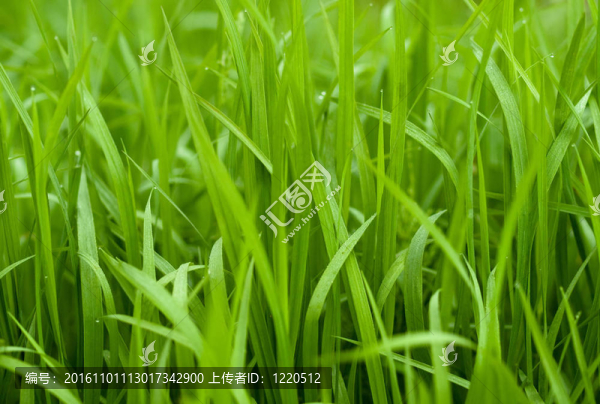 綠色的草