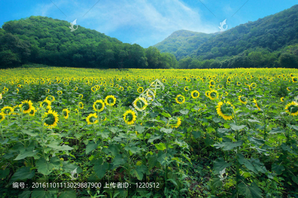 向日葵田野和山