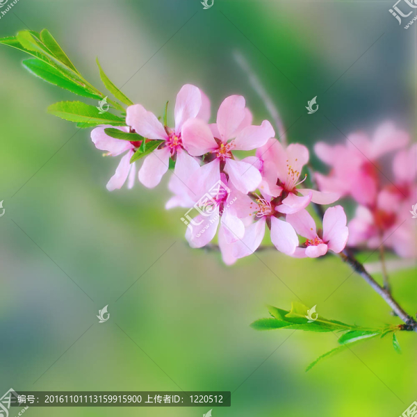 蘋果樹花